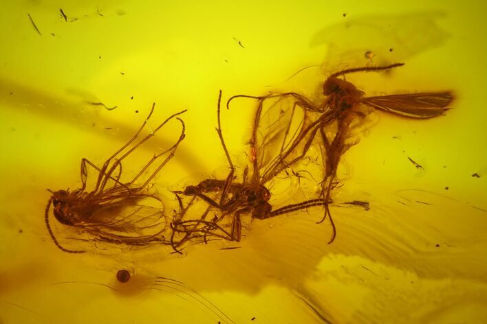 Seven Fossil Flies (Diptera) In Baltic Amber #145407